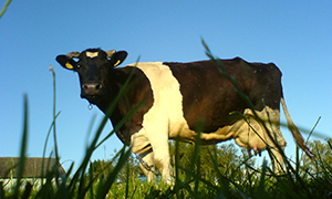  Næsten halvdelen af Danmarks kvægbestand kommer på græs en del af året